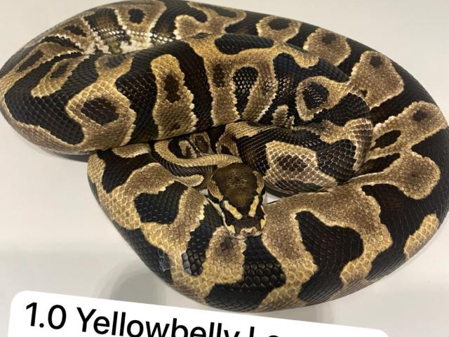 1.0 Leopard Yellow Belly 66% Het  Clown Königsypython - 1