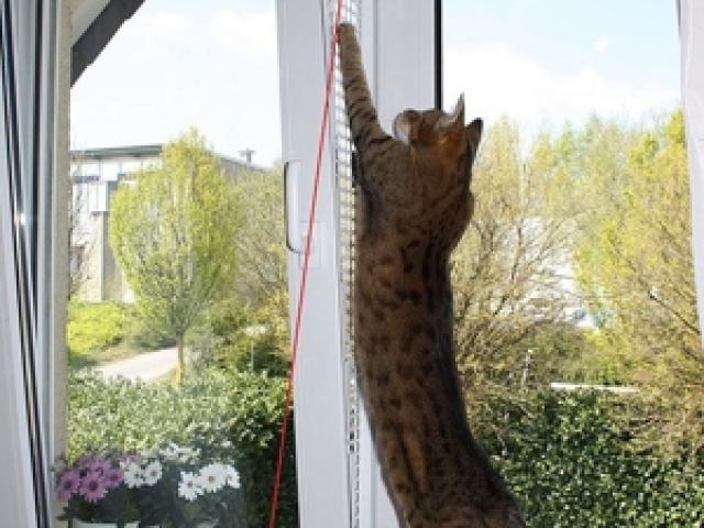 Kippfensterschutz für Katzen, OHNE BOHREN OHNE KLEBEN, System 4 - 1